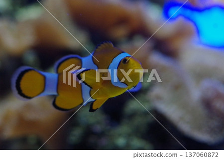 隱藏在海葵中的小丑魚 隱藏在海葵中的小丑魚 137060872