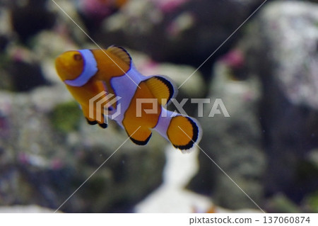 Clownfish hiding among sea anemones Clownfish hiding among sea anemones 137060874