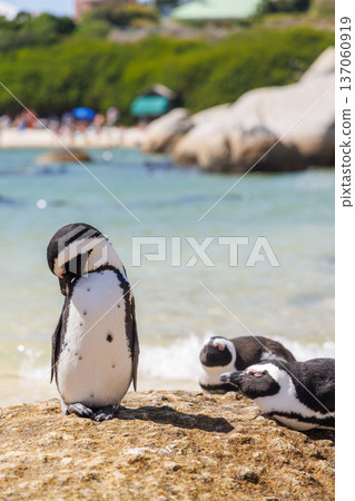 Penguins on ocean shore in South Africa Penguins on ocean shore in South Africa 137060919
