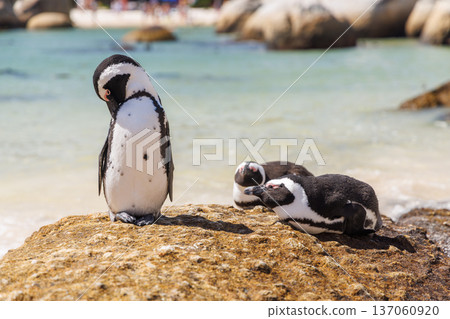 Penguins on ocean shore in South Africa Penguins on ocean shore in South Africa 137060920