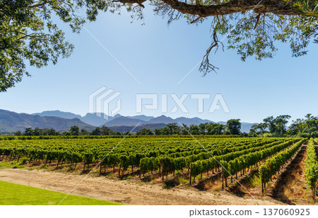 Sunlit vineyard rows with mountain backdrop 137060925