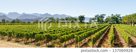 Sunlit vineyard rows with mountain backdrop 137060926