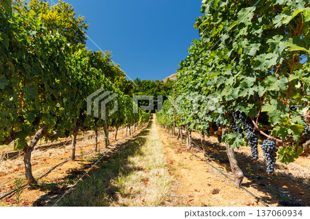 Sunlit vineyard in South Africa Sunlit vineyard in South Africa 137060934