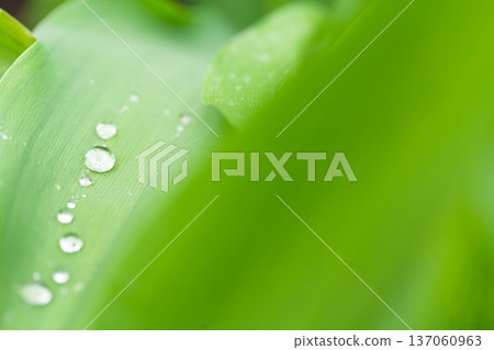 Lush green leaves in soft focus 137060963