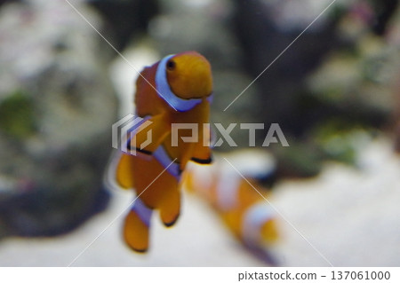 躲在海葵裡的小丑魚 躲在海葵裡的小丑魚 137061000