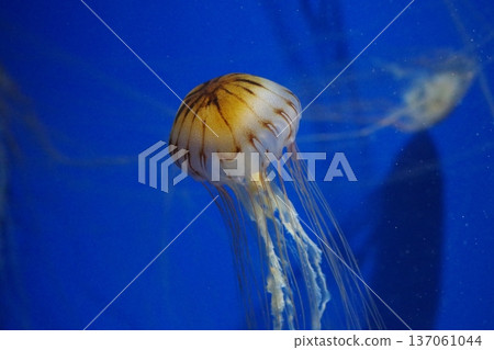 水族館裡的水母 水族館裡的水母 137061044