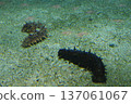 游泳魚 137061067