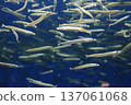 游泳魚 137061068