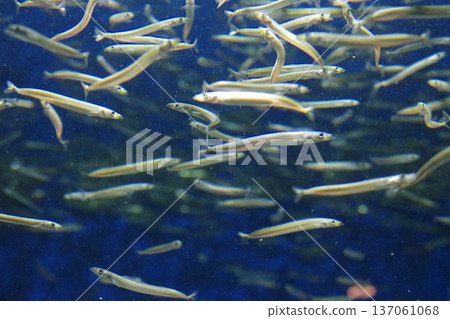 游泳魚 游泳魚 137061068