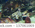 魚兒在水中游動 137061069