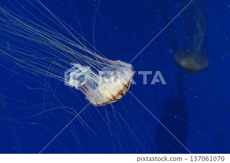 漂流水母 漂流水母 137061070