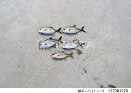 Silver Horse Mackerel Breakwater Fishing Lure Giant Horse Mackerel Silver Horse Mackerel Flathead Horse Mackerel Silver Horse Mackerel Breakwater Fishing Lure Giant Horse Mackerel Silver Horse Mackerel Flathead Horse Mackerel 137061076