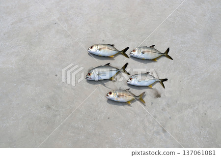 Silver Horse Mackerel Breakwater Fishing Lure Giant Horse Mackerel Silver Horse Mackerel Flathead Horse Mackerel Silver Horse Mackerel Breakwater Fishing Lure Giant Horse Mackerel Silver Horse Mackerel Flathead Horse Mackerel 137061081