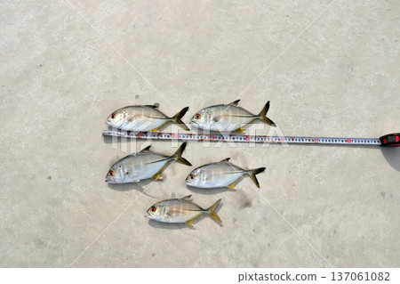 Silver Horse Mackerel Breakwater Fishing Lure Giant Horse Mackerel Silver Horse Mackerel Flathead Horse Mackerel Silver Horse Mackerel Breakwater Fishing Lure Giant Horse Mackerel Silver Horse Mackerel Flathead Horse Mackerel 137061082