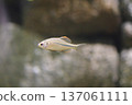 可愛的臉魚 137061111