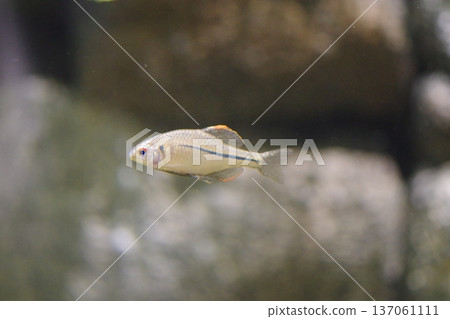 可愛的臉魚 137061111