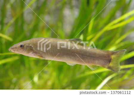 美麗的夏爾 美麗的夏爾 137061112