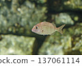 游泳魚 137061114
