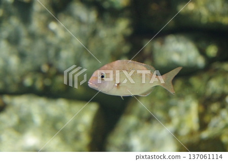 Swimming fish Swimming fish 137061114
