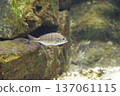 逆流而上的粉紅鮭魚 137061115