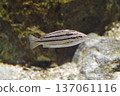 游泳魚 137061116
