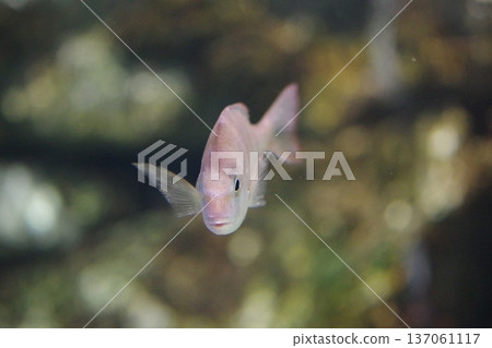 Fish swimming in the aquarium Fish swimming in the aquarium 137061117
