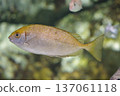 游泳魚 137061118