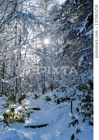 陽光透過白雪皚皚的森林灑下斑駁的光影。 陽光透過白雪皚皚的森林灑下斑駁的光影。 137061256