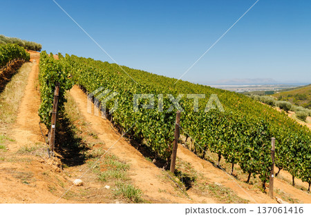 Sunlit vineyard rows in South Africa Sunlit vineyard rows in South Africa 137061416