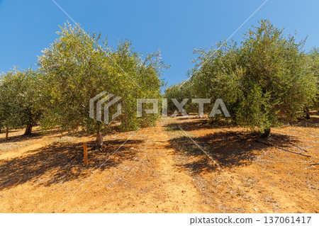 Olive trees on a sunny day Olive trees on a sunny day 137061417