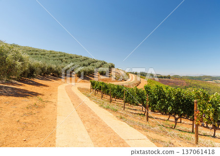 Winery road between vineyards and olive grove Winery road between vineyards and olive grove 137061418