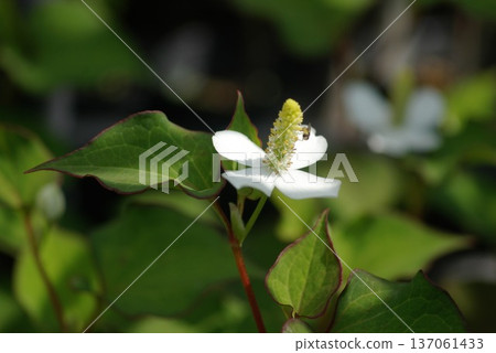 北達見花 137061433