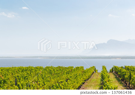 Sunlit vineyard rows in South Africa 137061436