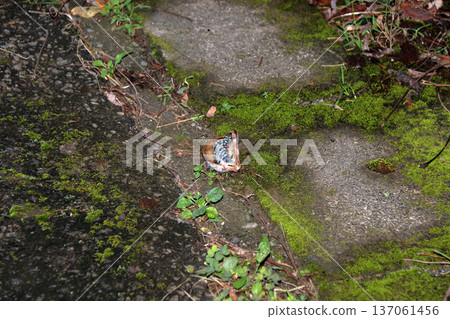 Mube fruit, Akebia fruit, Fields and mountains Mube fruit, Akebia fruit, Fields and mountains 137061456