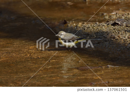 Grey wagtail in the water Grey wagtail in the water 137061501