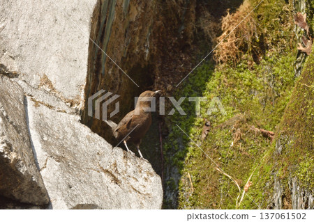 A dipper about to jump out A dipper about to jump out 137061502