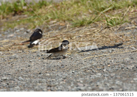 A swallow holding nesting material A swallow holding nesting material 137061515