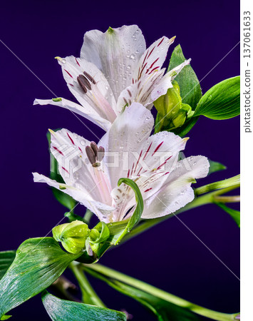 White Alstroemeria Everest Flowers with Purple Streaks on Purple Background White Alstroemeria Everest Flowers with Purple Streaks on Purple Background 137061633