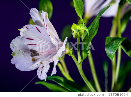 White Alstroemeria Everest Flowers with Purple Streaks on Purple Background 137061634