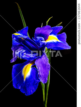 Vibrant Blue Dutch Iris Flower with Water Drops on Black Background Vibrant Blue Dutch Iris Flower with Water Drops on Black Background 137061644