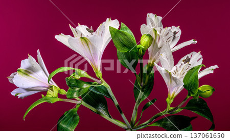 White Alstroemeria Lilies with Purple Streaks on Magenta Pink Background 137061650