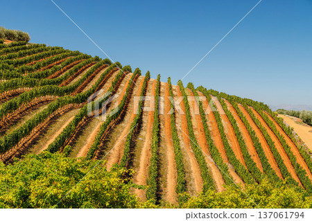 Sunlit vineyard rows in South Africa Sunlit vineyard rows in South Africa 137061794