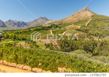 Sunlit vineyard in South Africa Sunlit vineyard in South Africa 137061797