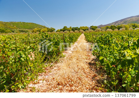 Sunlit vineyard in South Africa Sunlit vineyard in South Africa 137061799