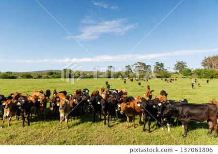 Large herd of cows on green pasture Large herd of cows on green pasture 137061806
