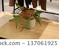 Flower pots under the shelf 137061925