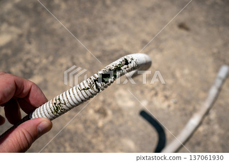 The air conditioner drain hose had deteriorated and cracked, causing algae to grow from the crack. 137061930