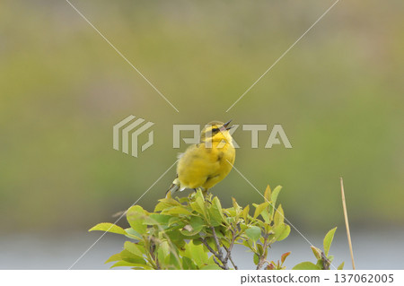 Yellow bird, Lapwing Yellow bird, Lapwing 137062005