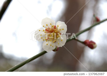 white plum blossom white plum blossom 137062087