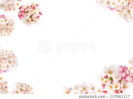櫻花背景 137062117